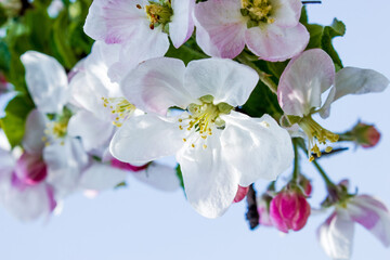 apple tree flowers, gentle natural background with spring vegetation