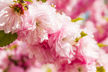 branch of pink spring flowers blooming in garden, gentle decorative natural background with vegetation