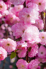 branch of pink spring flowers blooming in garden, gentle decorative natural background with vegetation