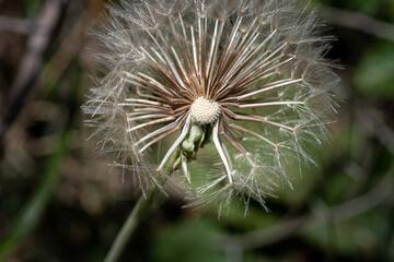 macro of dandelion with blurred background