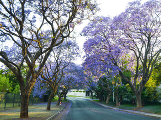 Purple blue Jacaranda mimosifolia bloom in Johannesburg streets during spring in October in South...