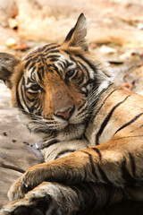 Noor Tiger cub
