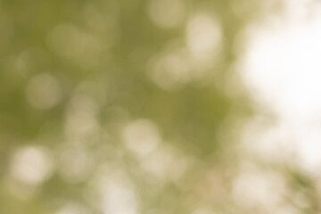 Obraz premium Abstract green bokeh defocused natural background