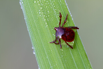 A tick on a blade of grass in a drop of water