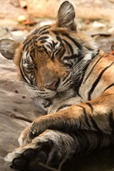 Noor Tiger raising its head while sleeping