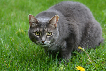 Naklejka na ściany i meble Gray cat sits on green grass