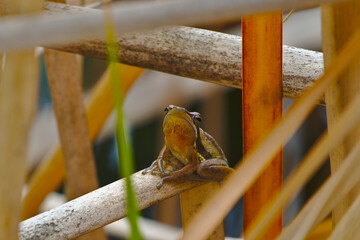 A brown slender tree frog with its nose up