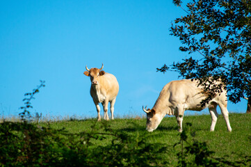 Cows and veals grazing in a hill of Cantabria, Spain