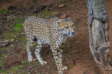 Portrait of a Cheetah - acinonyx jubatus in savannah in South Africa game reserve