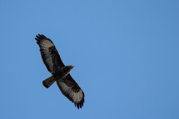Buse variable