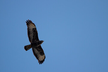 Buse variable