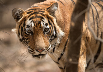 Portrait of a Tiger