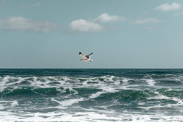 kite surfing on the atlantic ocean