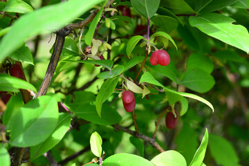 red flowers in the shape of a heart. Asian Bleeding-heart.Lamprocapnos spectabilis. On a bright sunny spring day.