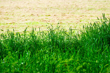Feather grass at the edge of a field