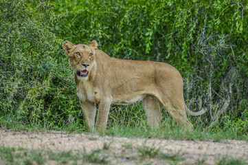 Fototapeta na wymiar Portrait of an African lioness in bush stalking during a safari experience in Kruger national park