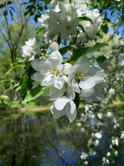 White flowers blooming tree on the river