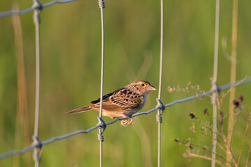Female Bobolink sits perched on agricultural fence