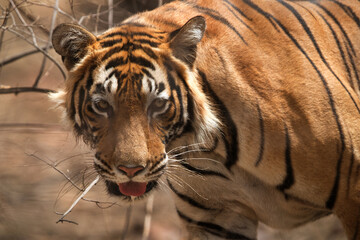 Closeup of T60 Tiger cub