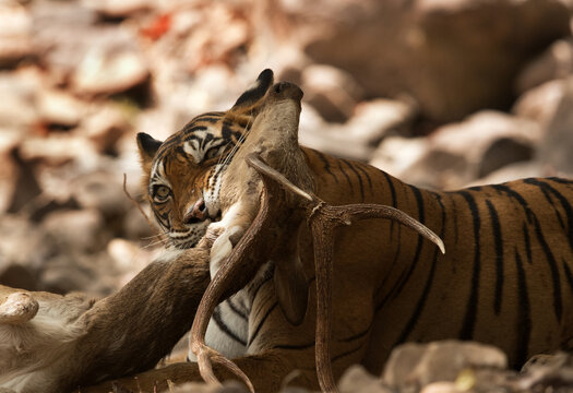 Tiger killing a deer