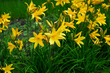 Macro photo nature blooming flower Lilium. Background texture blooming yellow flowers lily. Image of a plant spring blooming yellow lily