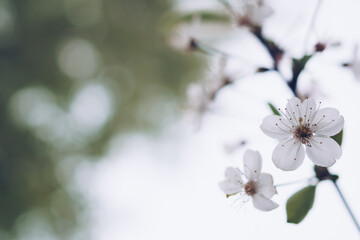 Cherry blossom in soft focus with bokeh effect. Natural spring season background
