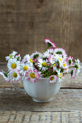 Bouquet of common daisies Bellis perennis in tea cup on a wooden table, rustic style. Selective focus.