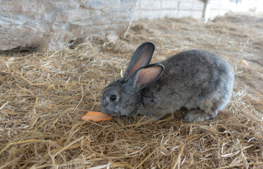 A gray rabbit eating carrots on straw floor