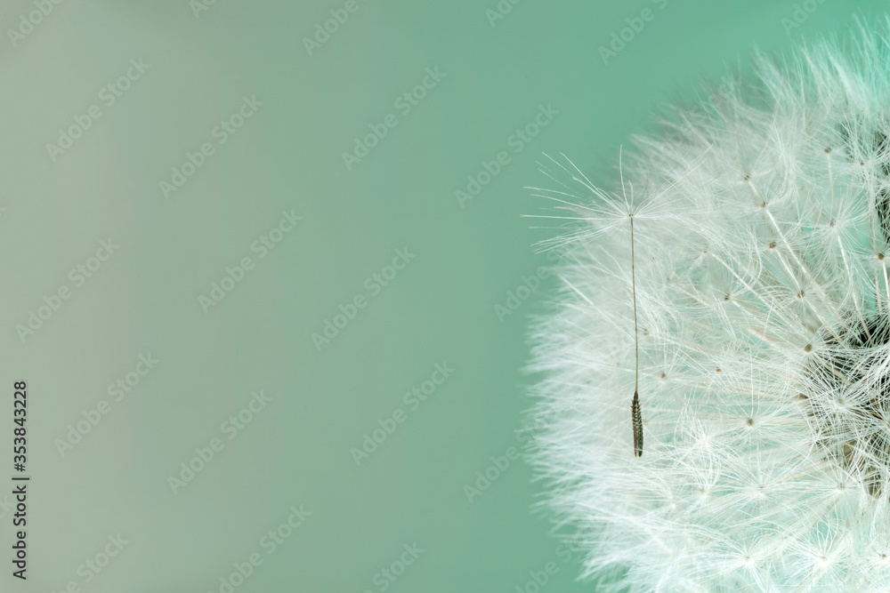 Poster close up beautiful dandelion flower color light background pattern texture. macro photography view.
