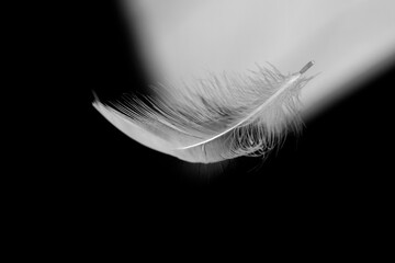 Falling feathers, close up of pure white swan down as it gently floats through the air. The...