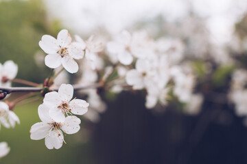 Cherry blossom in soft focus with bokeh effect. Natural spring season background