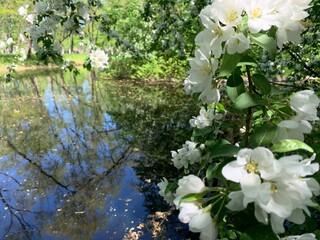 White flowers blooming tree on the river