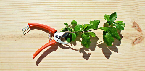 pruning pliers with twig on a wooden table