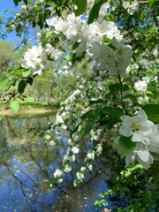 White flowers blooming tree on the river