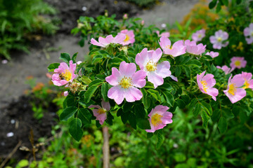 Flowers of dog-rose, rosehip, growing in nature. beautiful spring day in the garden.