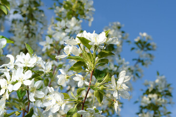 Apple garden. Apple branch with flowers against the blue sky. The flowers of the apple tree against the blue sky. Blooming garden in spring