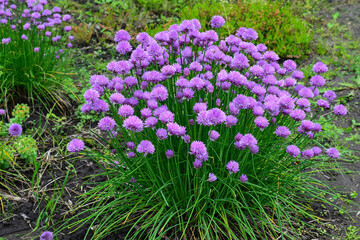 Allium hollandicum, common names Dutch garlic or wild onion . Sunny spring day in the park