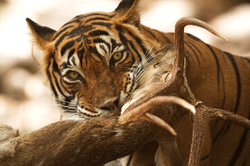 Tiger with a deer, Ranthambore Tiger Reserve