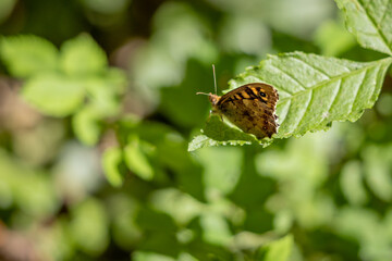 Speckled Wood Butterfly (Pararge aegeria) sitting on a leaf in the spring sunshine