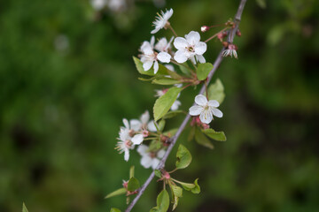 Branches of a blossoming cherry