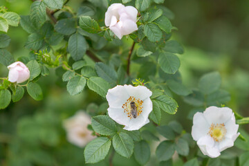 Rosehip flowers close-up on a blurry background. Wild rose Bush in selective focus. Delicate pink spring flowers in the sunlight. Space for text. Fragility and grace