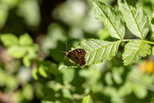 Speckled Wood Butterfly (Pararge aegeria) sitting on a leaf in the spring sunshine