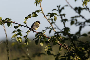 Juvenile Great Tit enjoying the spring sunshine