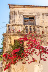 Obraz premium Bush of flowers under the balcony of the house