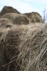 Fototapeta na wymiar hay bale in the field