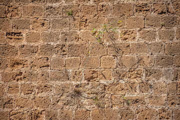 Grass grows from a brick wall