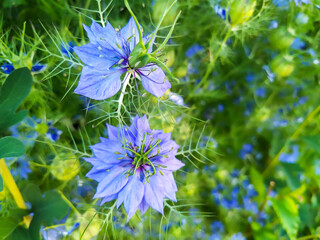 fleurs bleues Miss Jekyll Blue © ALF photo