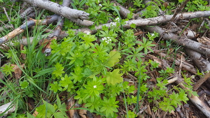 Waldmeister