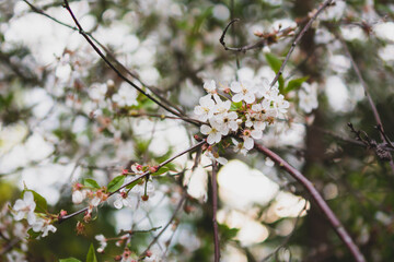 Branches of a blossoming cherry