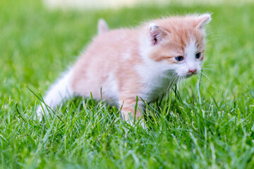 Naklejka na ściany i meble Ginger little kitten close-up on a green grass blurry background in a colorful backyard. Funny domestic animals.